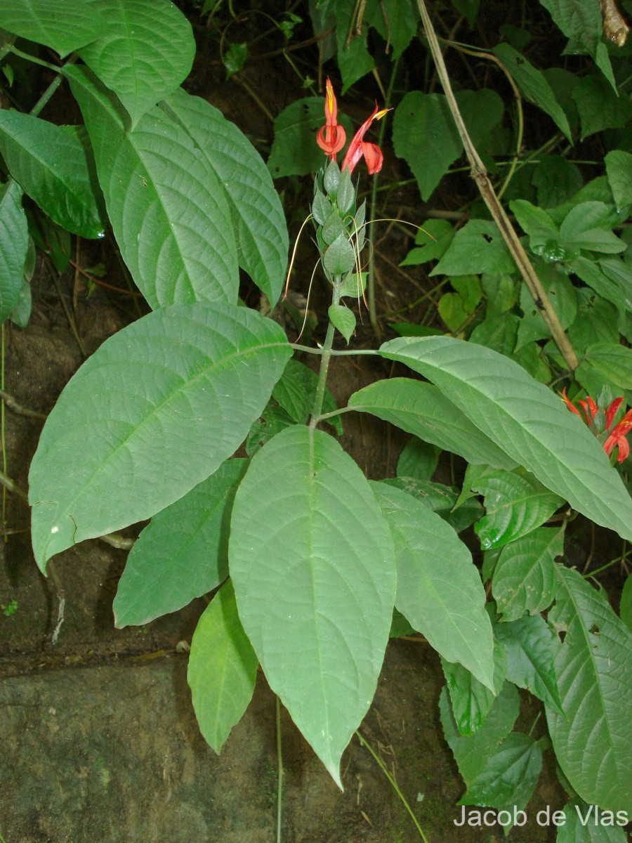 Pachystachys coccinea (Aubl.) Nees